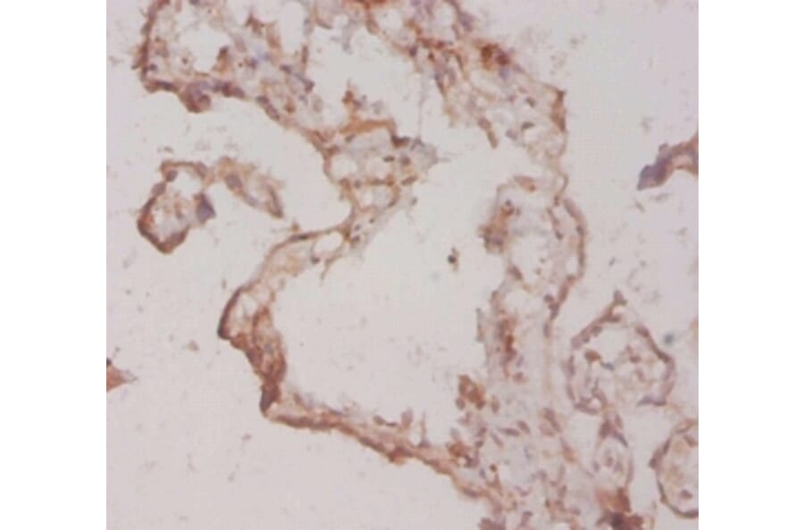 Immunohistochemistry - Fibroblast growth factor 1 Polyclonal Antibody from Signalway Antibody - Antibodies.com
