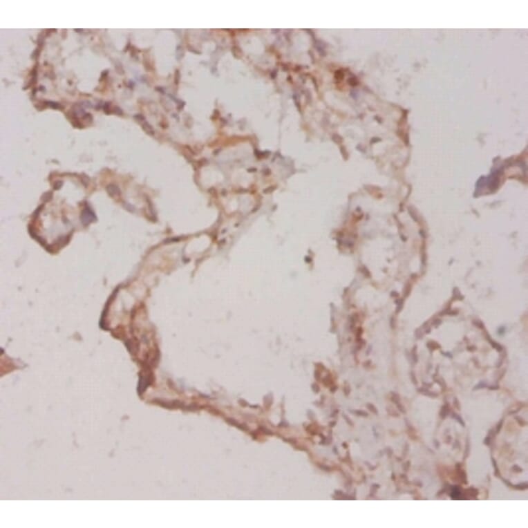 Immunohistochemistry - Fibroblast growth factor 1 Polyclonal Antibody from Signalway Antibody - Antibodies.com