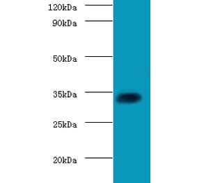 Transcription factor SOX-2 Polyclonal Antibody from Signalway Antibody (42604) - Antibodies.com