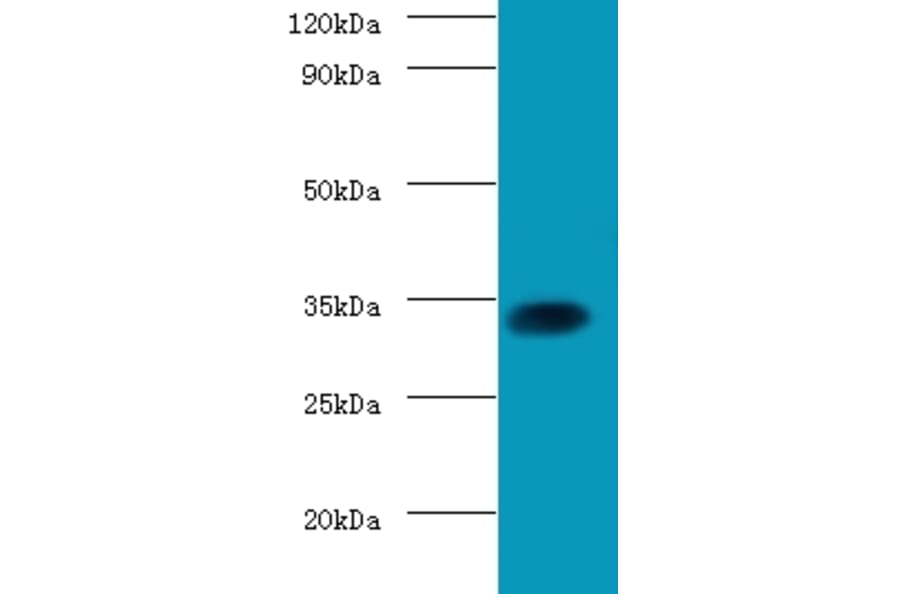 Transcription factor SOX-2 Polyclonal Antibody from Signalway Antibody (42604) - Antibodies.com