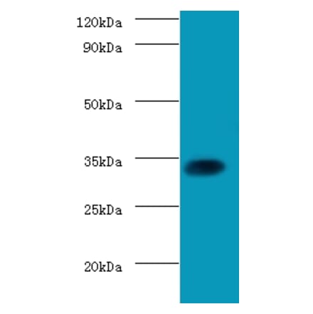 Transcription factor SOX-2 Polyclonal Antibody from Signalway Antibody (42604) - Antibodies.com