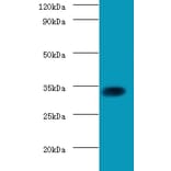 Transcription factor SOX-2 Polyclonal Antibody from Signalway Antibody (42604) - Antibodies.com