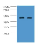 Probable sarcosine oxidase Polyclonal Antibody from Signalway Antibody (42621) - Antibodies.com