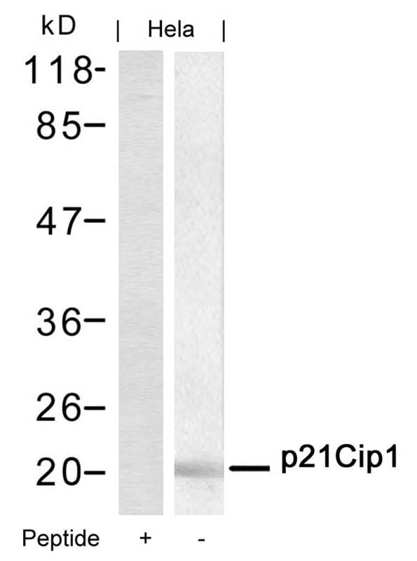 Western blot analysis of extracts from Hela cells using p21Cip1 (Ab-145) Antibody #21149 and the same antibody preincubated with blocking peptide.