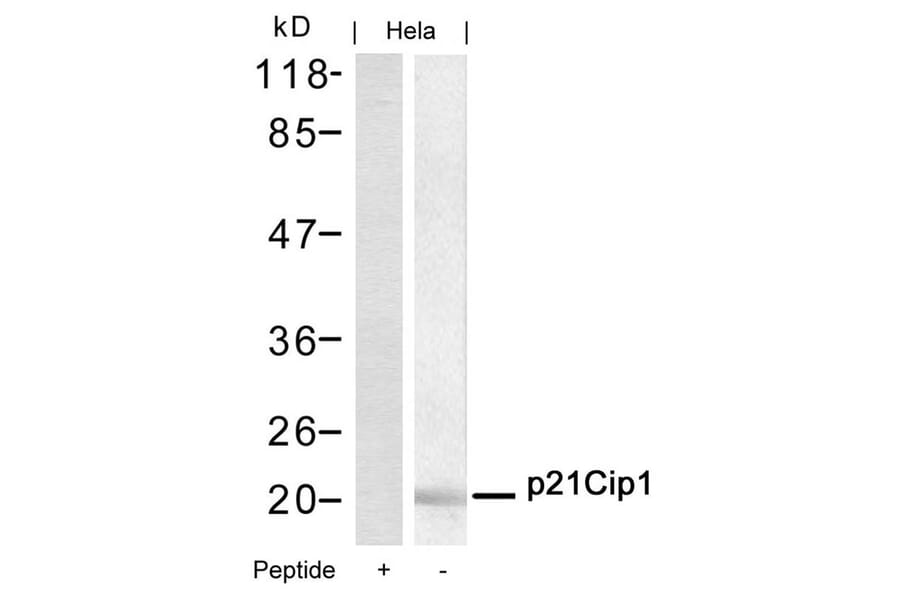 Western blot - p21Cip1 (Ab-145) Antibody from Signalway Antibody (21149) - Antibodies.com
