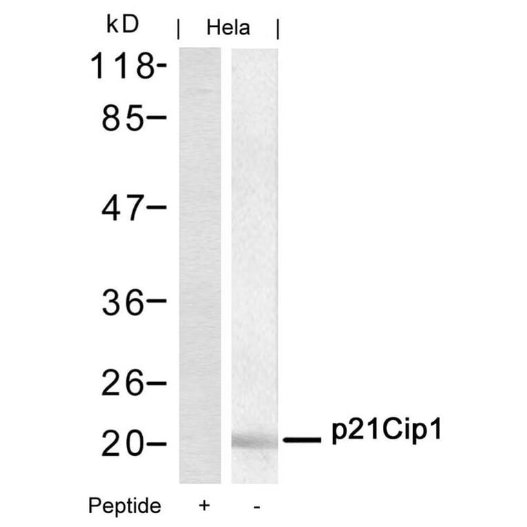Western blot - p21Cip1 (Ab-145) Antibody from Signalway Antibody (21149) - Antibodies.com