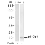 Western blot - p21Cip1 (Ab-145) Antibody from Signalway Antibody (21149) - Antibodies.com
