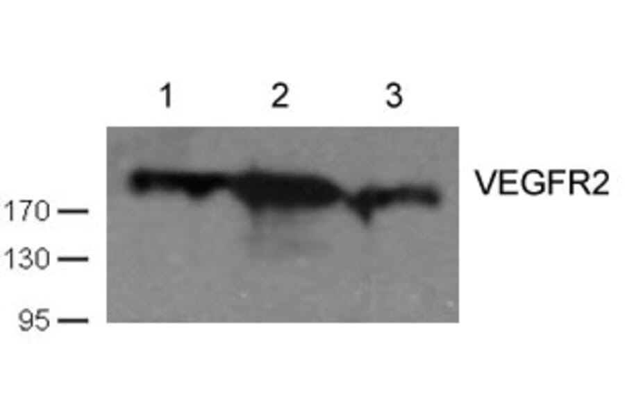 Western blot - VEGFR2 (Ab-1059) Antibody from Signalway Antibody (21531) - Antibodies.com