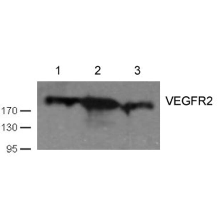 Western blot - VEGFR2 (Ab-1059) Antibody from Signalway Antibody (21531) - Antibodies.com