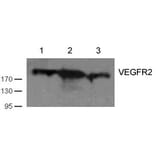 Western blot - VEGFR2 (Ab-1059) Antibody from Signalway Antibody (21531) - Antibodies.com