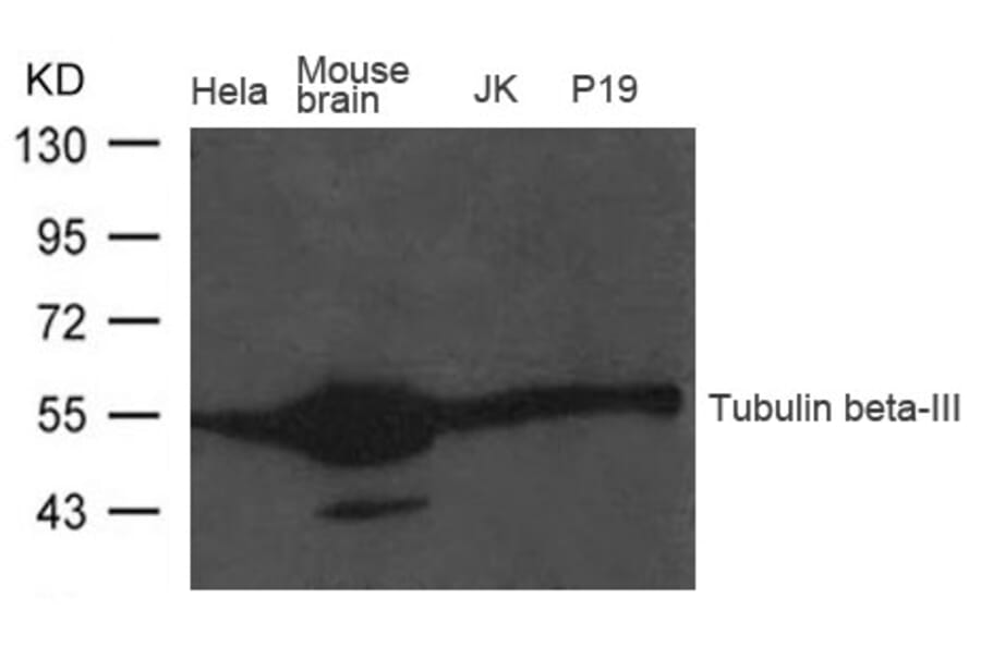 Western blot - Tubulin b-III Antibody from Signalway Antibody (21617) - Antibodies.com