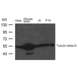 Western blot - Tubulin b-III Antibody from Signalway Antibody (21617) - Antibodies.com