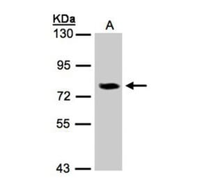 IL-17 receptor D antibody from Signalway Antibody (22228) - Antibodies.com