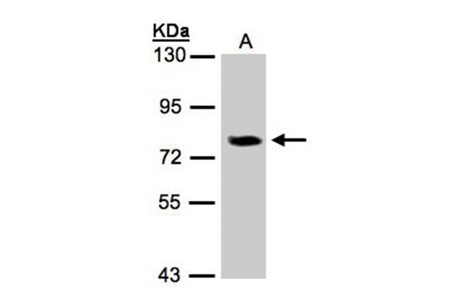 IL-17 receptor D antibody from Signalway Antibody (22228) - Antibodies.com