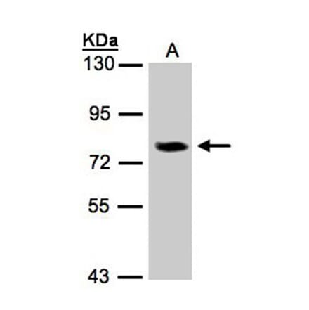 IL-17 receptor D antibody from Signalway Antibody (22228) - Antibodies.com