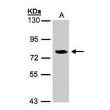 IL-17 receptor D antibody from Signalway Antibody (22228) - Antibodies.com