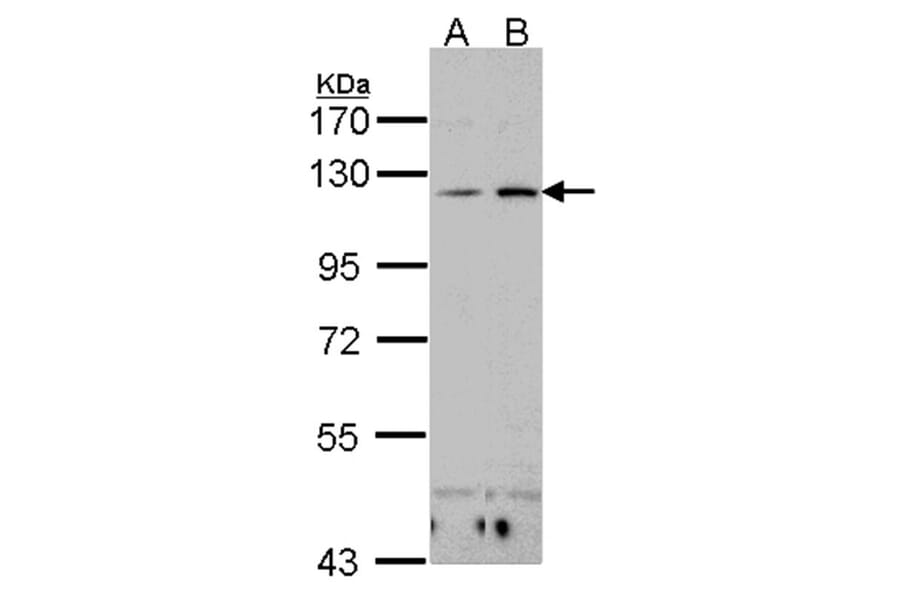 Integrin alphaX antibody from Signalway Antibody (22654) - Antibodies.com