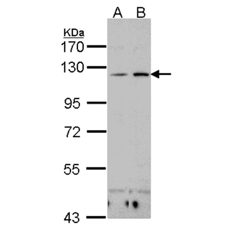 Integrin alphaX antibody from Signalway Antibody (22654) - Antibodies.com