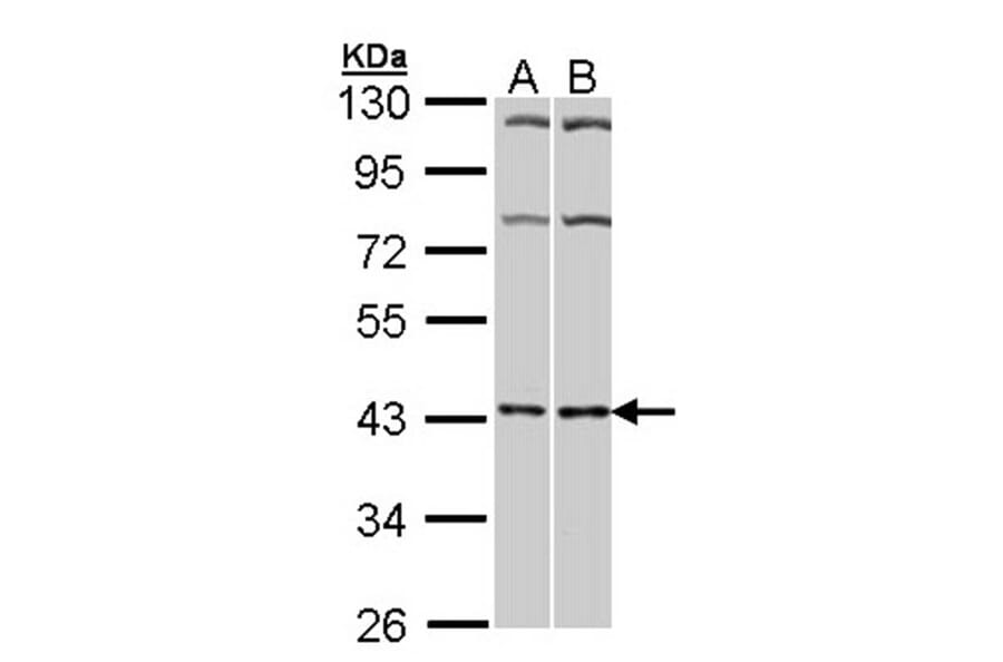 Adenosine A2A-R antibody from Signalway Antibody (22846) - Antibodies.com