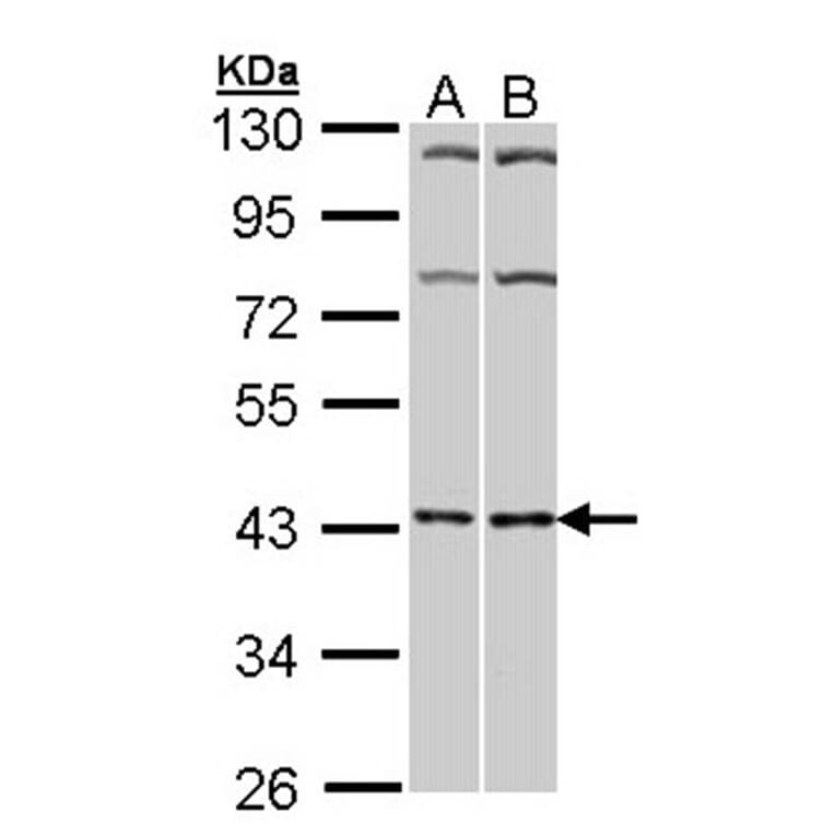 Adenosine A2A-R antibody from Signalway Antibody (22846) - Antibodies.com