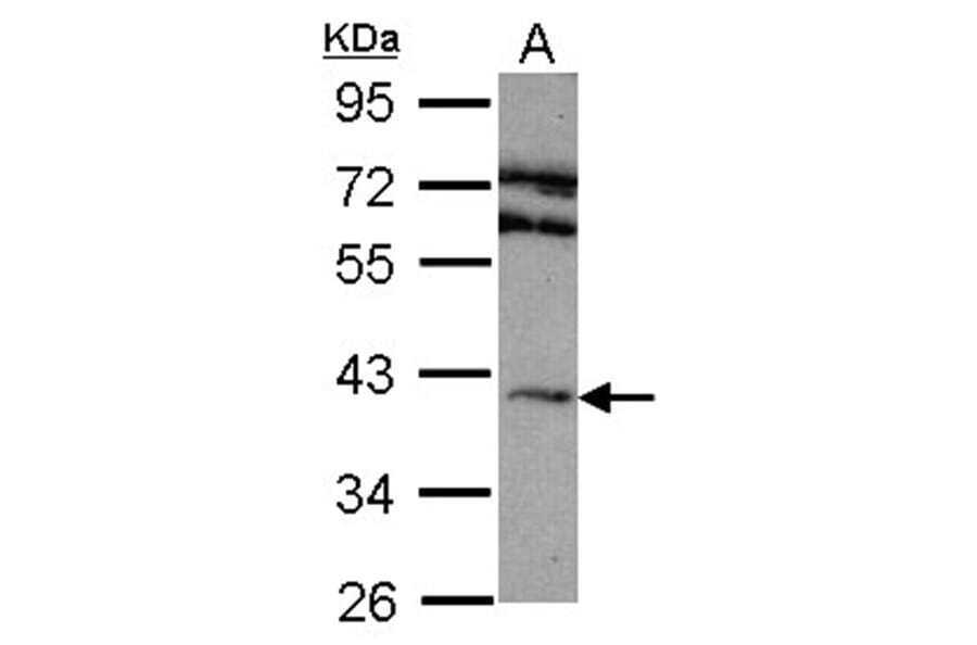 Adenosine A2A-R antibody from Signalway Antibody (22847) - Antibodies.com
