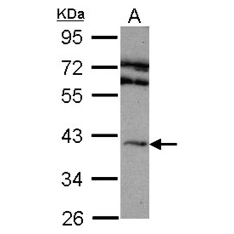 Adenosine A2A-R antibody from Signalway Antibody (22847) - Antibodies.com