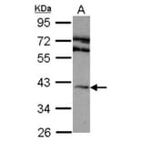 Adenosine A2A-R antibody from Signalway Antibody (22847) - Antibodies.com