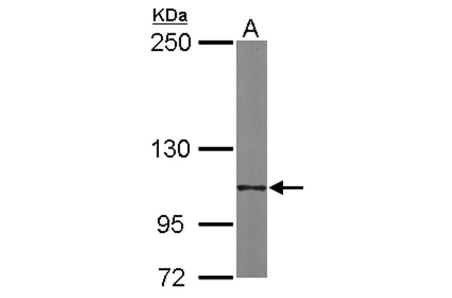 Integrin alpha6 antibody from Signalway Antibody (23027) - Antibodies.com