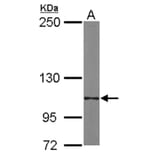 Integrin alpha6 antibody from Signalway Antibody (23027) - Antibodies.com