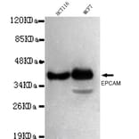 EPCAM Monoclonal Antibody from Signalway Antibody (27030) - Antibodies.com