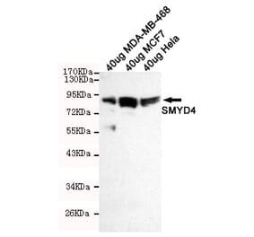 Western blot - SMYD4 Monoclonal Antibody from Signalway Antibody (27215) - Antibodies.com