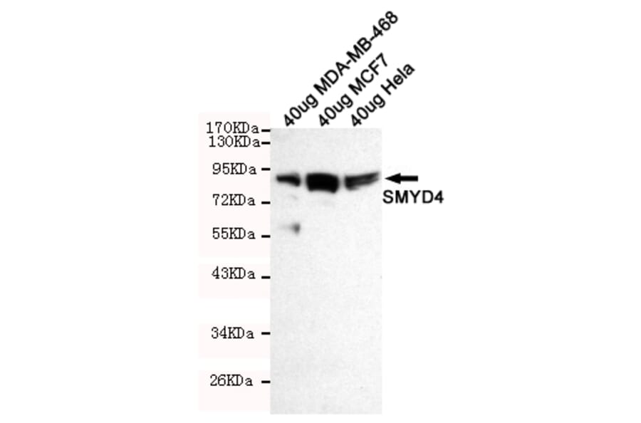 Western blot - SMYD4 Monoclonal Antibody from Signalway Antibody (27215) - Antibodies.com