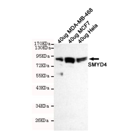 Western blot - SMYD4 Monoclonal Antibody from Signalway Antibody (27215) - Antibodies.com