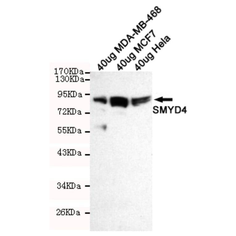 Western blot - SMYD4 Monoclonal Antibody from Signalway Antibody (27215) - Antibodies.com