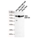 Western blot - SMYD4 Monoclonal Antibody from Signalway Antibody (27215) - Antibodies.com