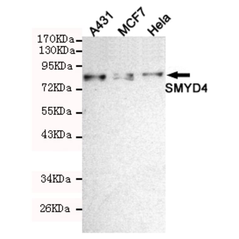 Western blot - SMYD4 Monoclonal Antibody from Signalway Antibody (27215) - Antibodies.com