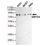 Western blot - SMYD4 Monoclonal Antibody from Signalway Antibody (27215) - Antibodies.com