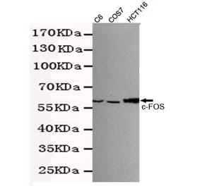 Western blot - c-Fos Monoclonal Antibody from Signalway Antibody (27217) - Antibodies.com