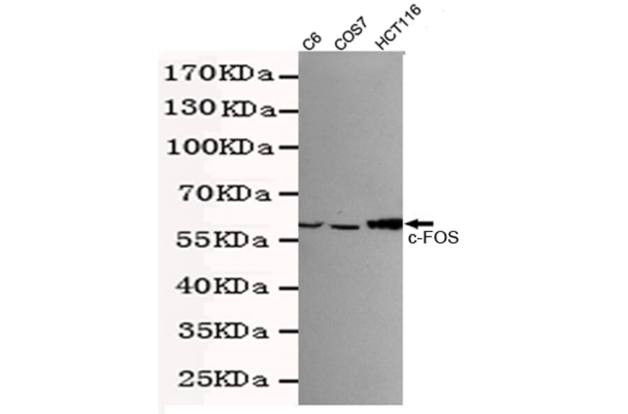 Western blot - c-Fos Monoclonal Antibody from Signalway Antibody (27217) - Antibodies.com