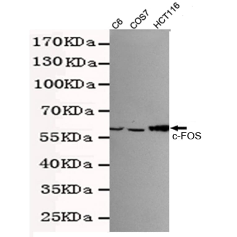 Western blot - c-Fos Monoclonal Antibody from Signalway Antibody (27217) - Antibodies.com