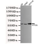 Western blot - c-Fos Monoclonal Antibody from Signalway Antibody (27217) - Antibodies.com