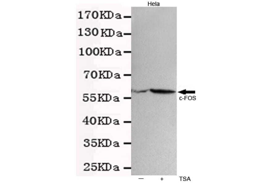 Western blot - c-Fos Monoclonal Antibody from Signalway Antibody (27217) - Antibodies.com