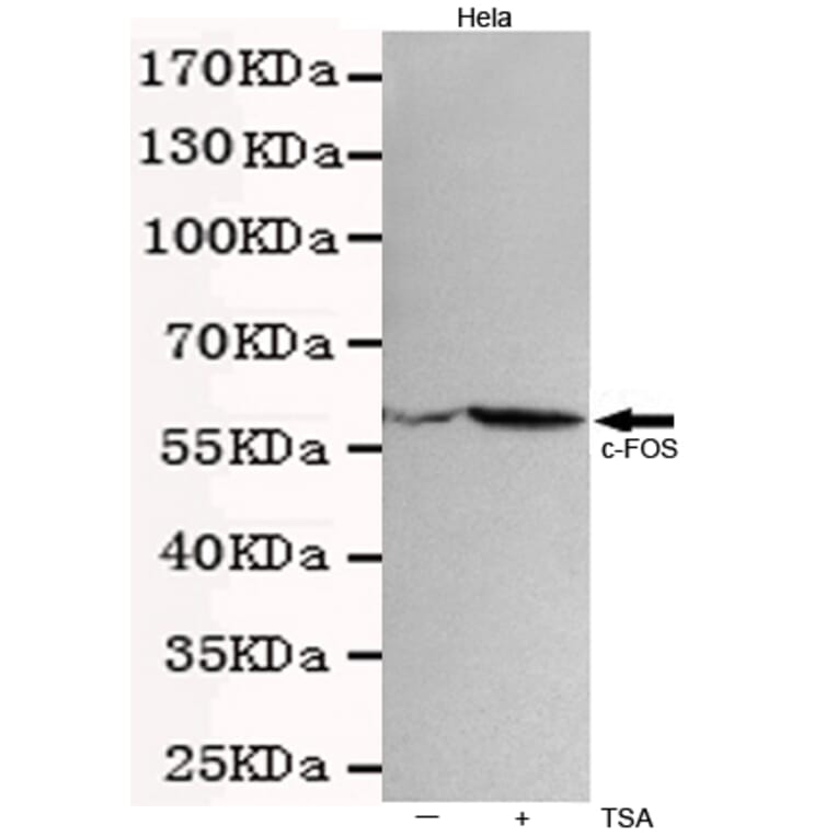 Western blot - c-Fos Monoclonal Antibody from Signalway Antibody (27217) - Antibodies.com