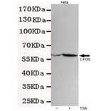 Western blot - c-Fos Monoclonal Antibody from Signalway Antibody (27217) - Antibodies.com