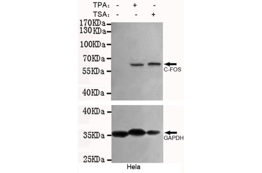 Western blot - c-Fos Monoclonal Antibody from Signalway Antibody (27217) - Antibodies.com