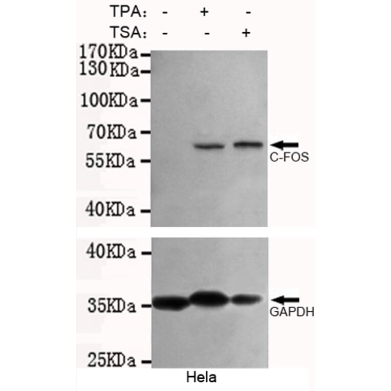 Western blot - c-Fos Monoclonal Antibody from Signalway Antibody (27217) - Antibodies.com