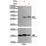 Western blot - c-Fos Monoclonal Antibody from Signalway Antibody (27217) - Antibodies.com