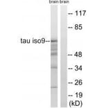 Western blot - Tau (Ab-717/400) Antibody from Signalway Antibody (33223) - Antibodies.com
