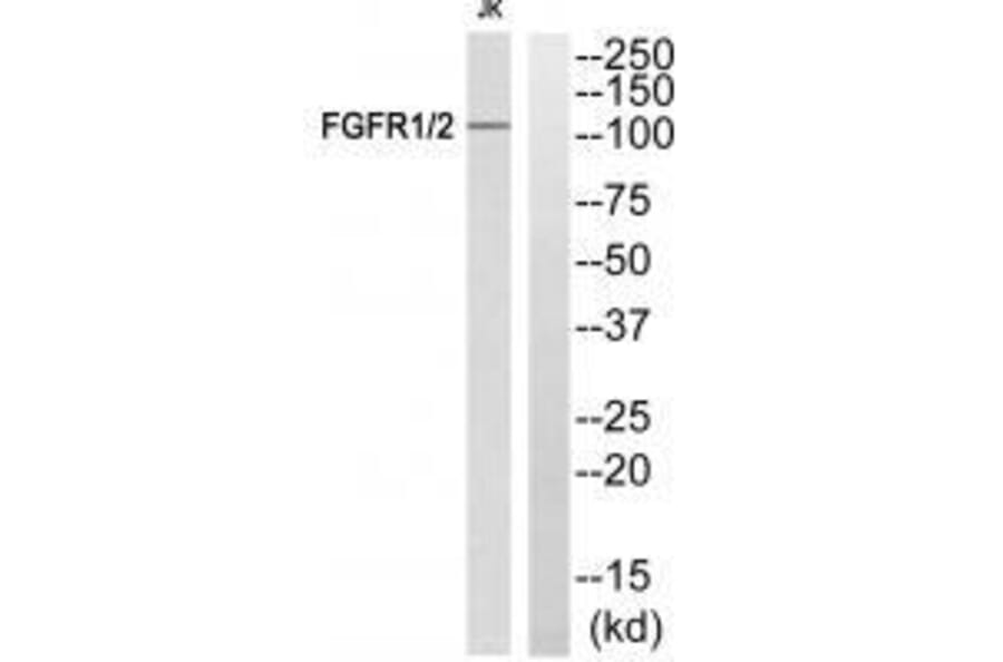 Western blot - FGFR1/2 (Ab-463) Antibody from Signalway Antibody (33264) - Antibodies.com