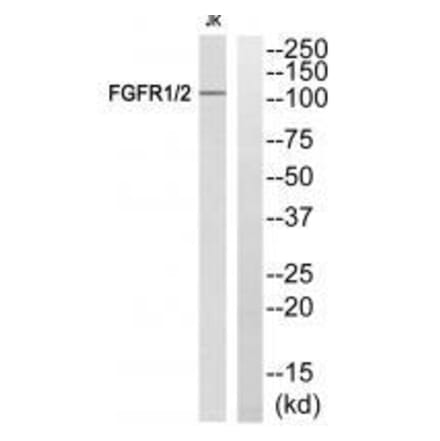 Western blot - FGFR1/2 (Ab-463) Antibody from Signalway Antibody (33264) - Antibodies.com